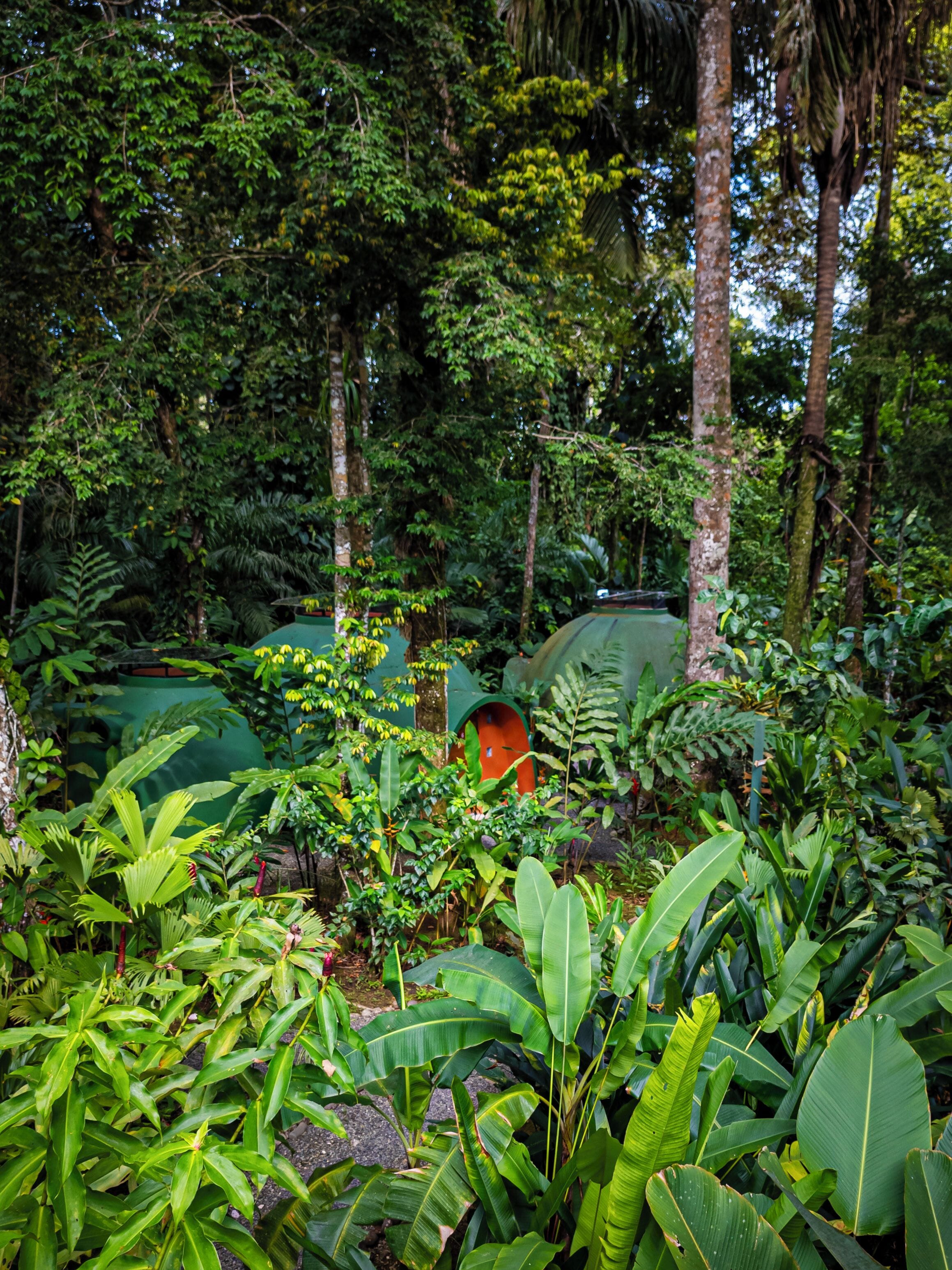 A lush, green outdoor area with dense foliage and a small red structure.