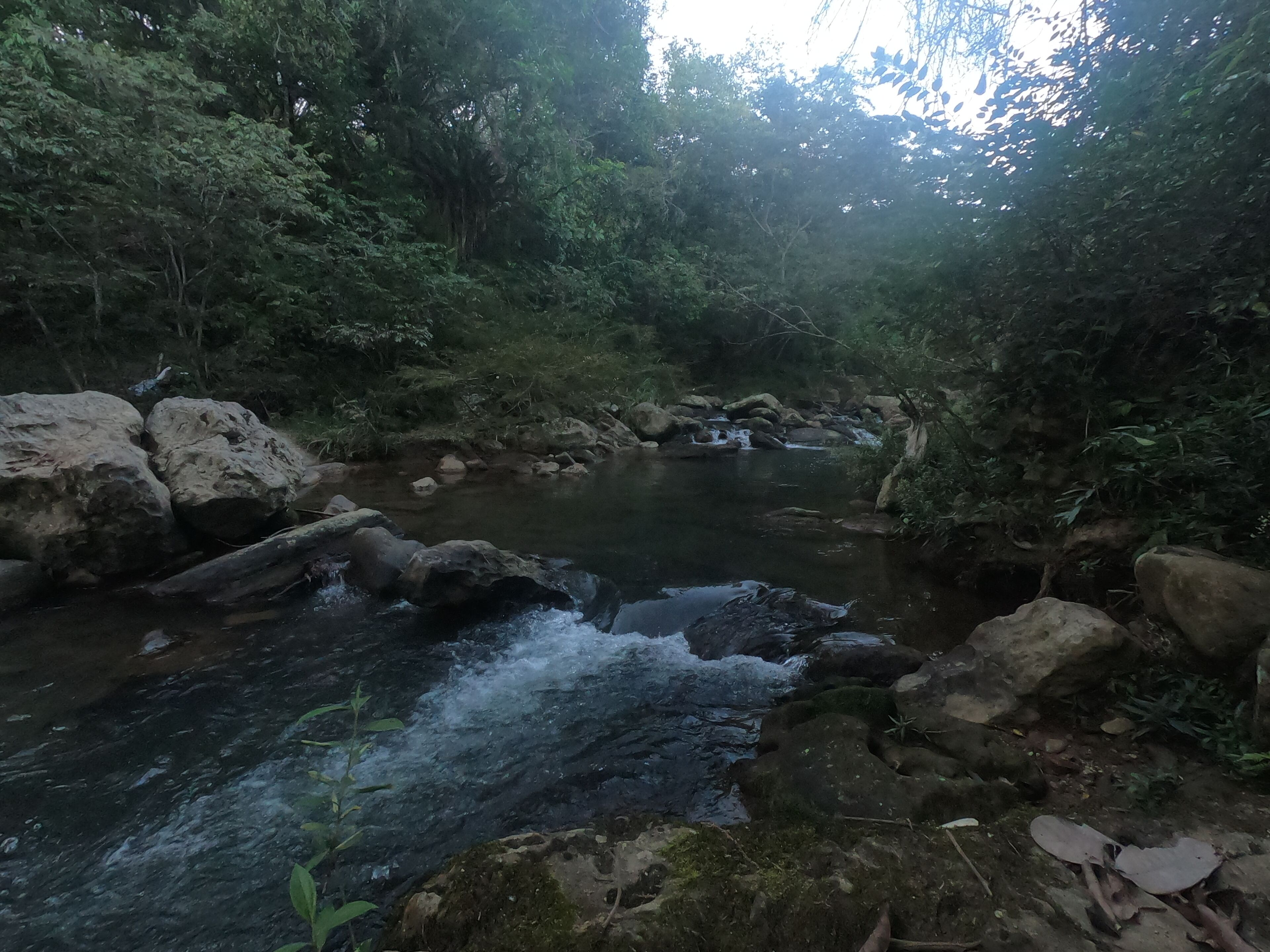 Un arroyo natural rodeado de rocas y follaje denso.