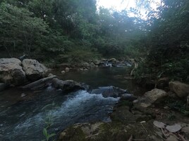 Un arroyo natural rodeado de rocas y follaje denso.