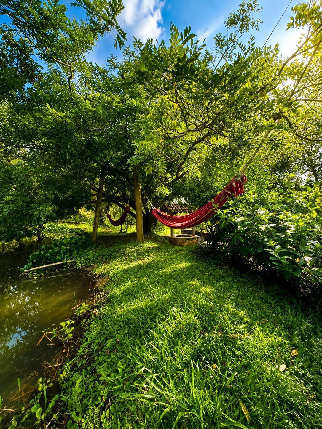 A hammock in a lush green garden with a pond.