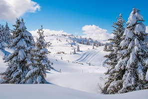 Un paysage enneigé, parsemé d’arbres à feuilles persistantes, sous un ciel bleu clair.