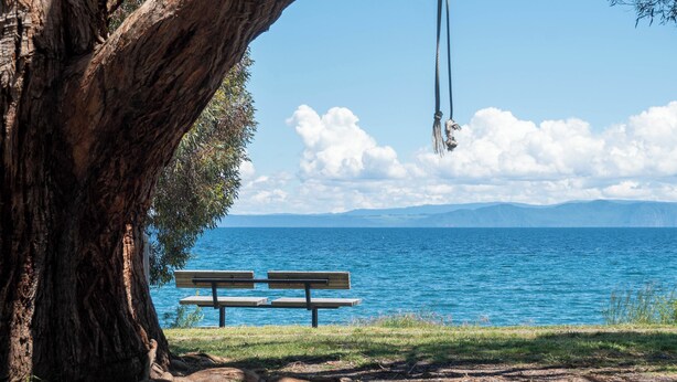 A bench by a lake with a tree and a swing.