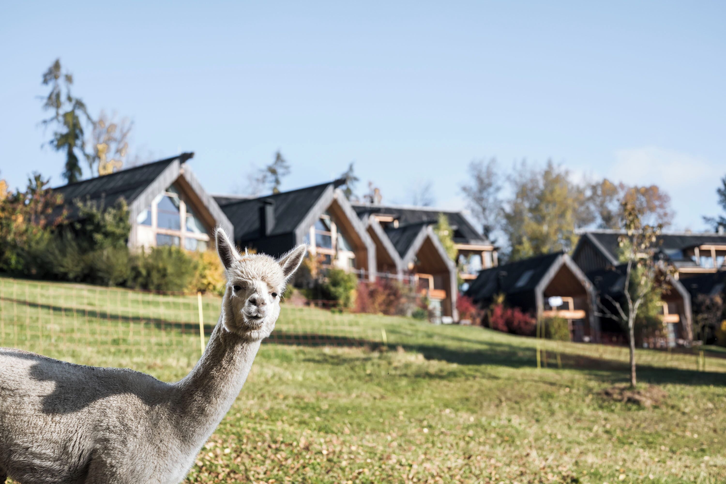 En lama på en gräsyta med hus i bakgrunden.
