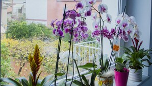A window sill with various potted plants and orchids. - Praja Vecchia (Praia a Mare)