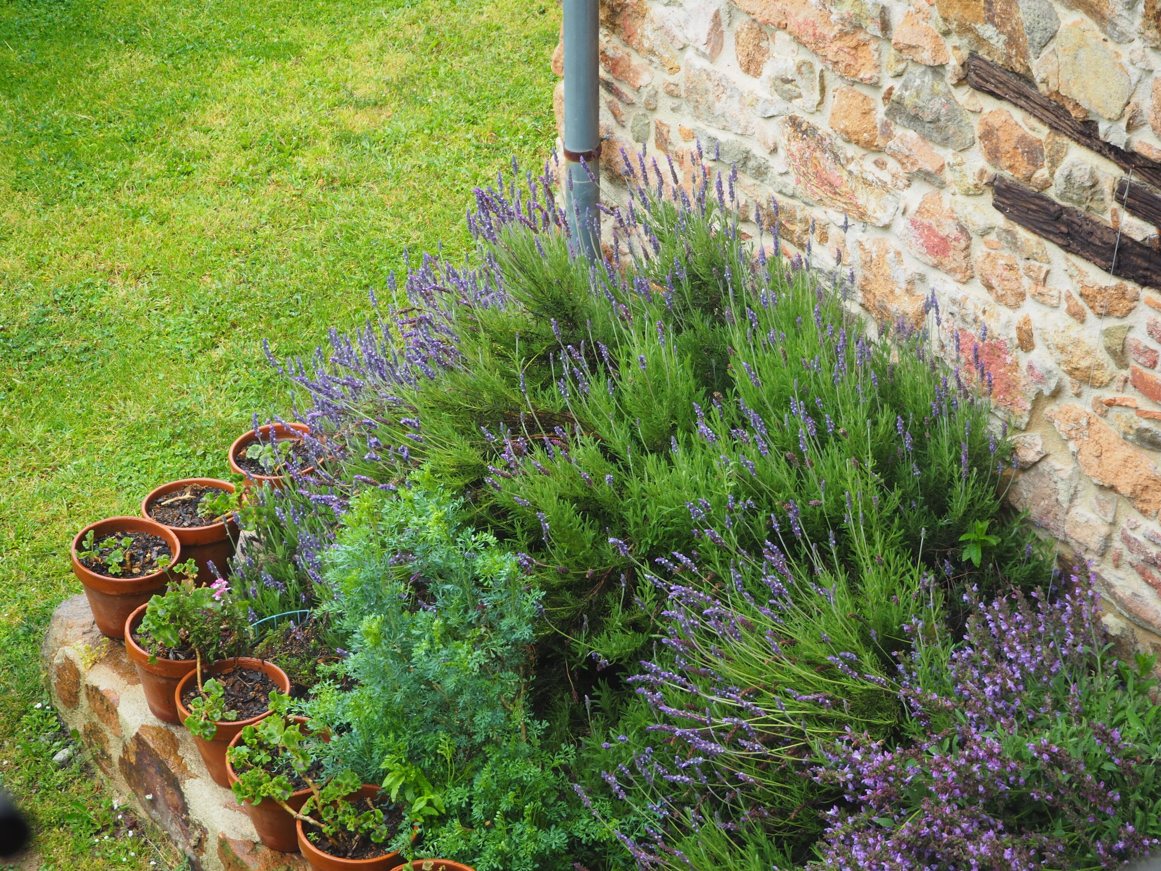 A garden with various potted plants and a stone wall.