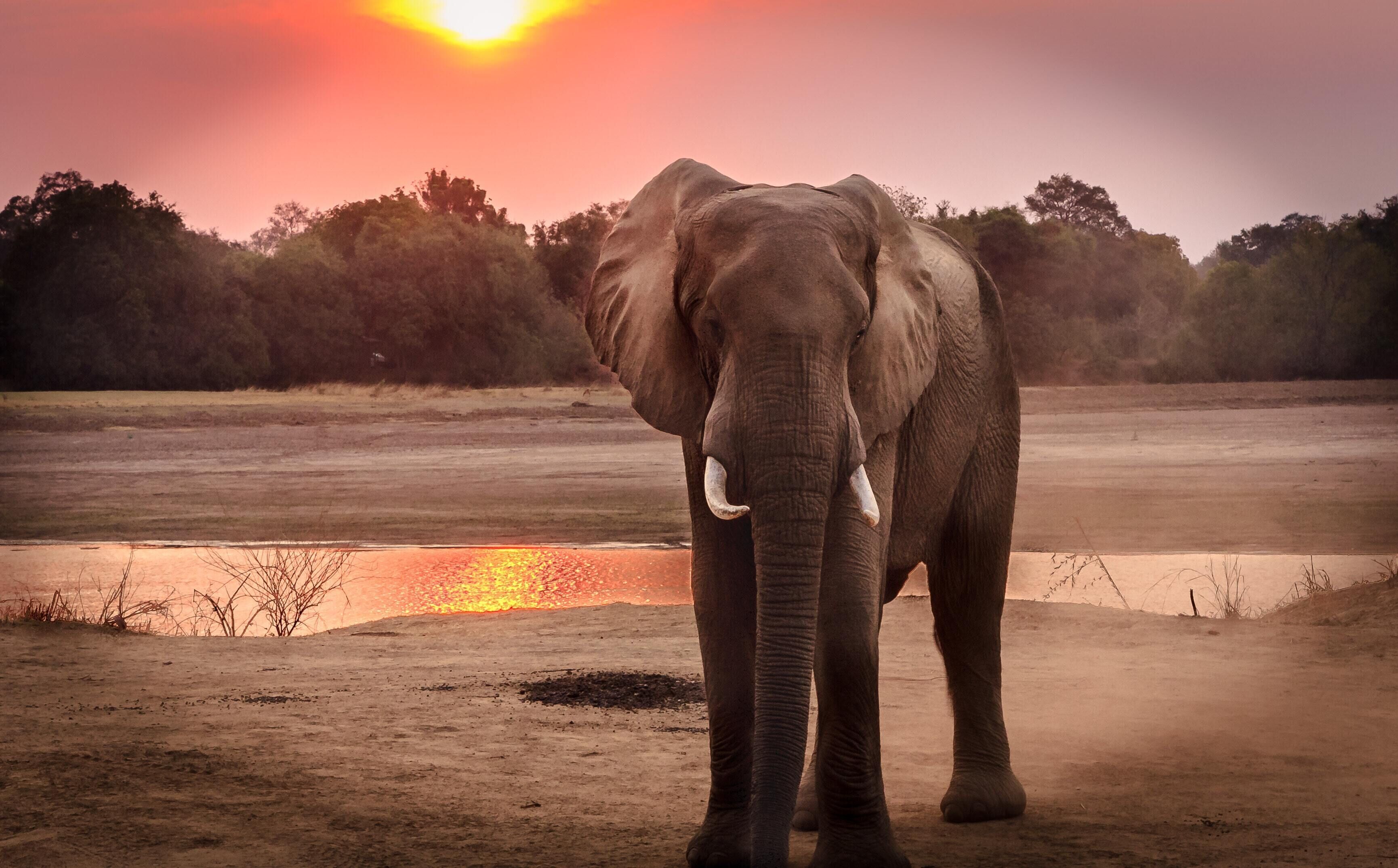 En elefant som står i en naturlig miljö med en solnedgång i bakgrunden.