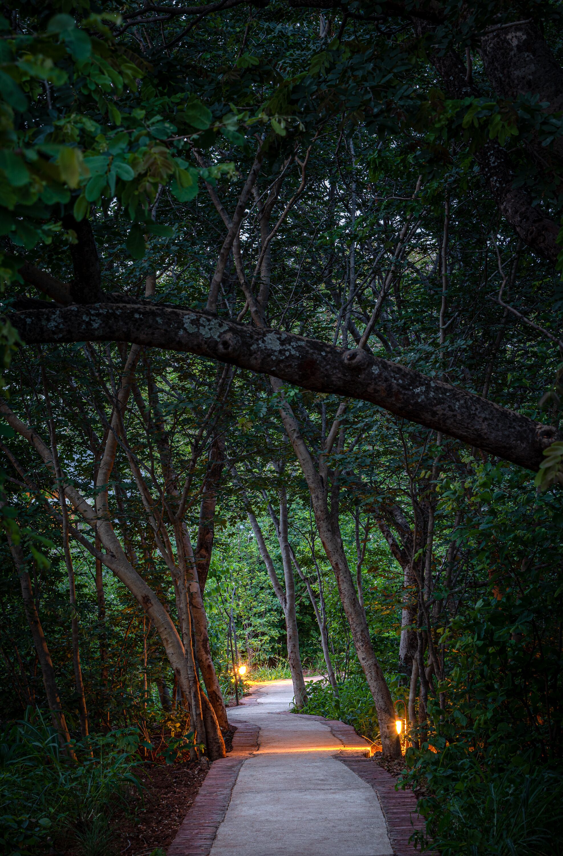 A pathway through a forested area with trees on either side and a paved walkway.