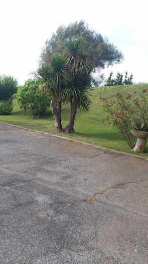 A paved road with a grassy area and a large tree on the right. - B&B Sofia (Fiumicino)