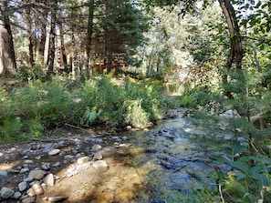 Surrounded by lush vegetation and a serene stream, this tranquil forest setting offers a secluded escape.