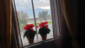A window with curtains, through which two potted plants with red flowers are visible. - Oh Mamma Mia (Pompei)
