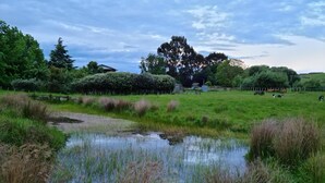 Paisaje rural con un estanque, un campo cubierto de hierba y un gran árbol al fondo.