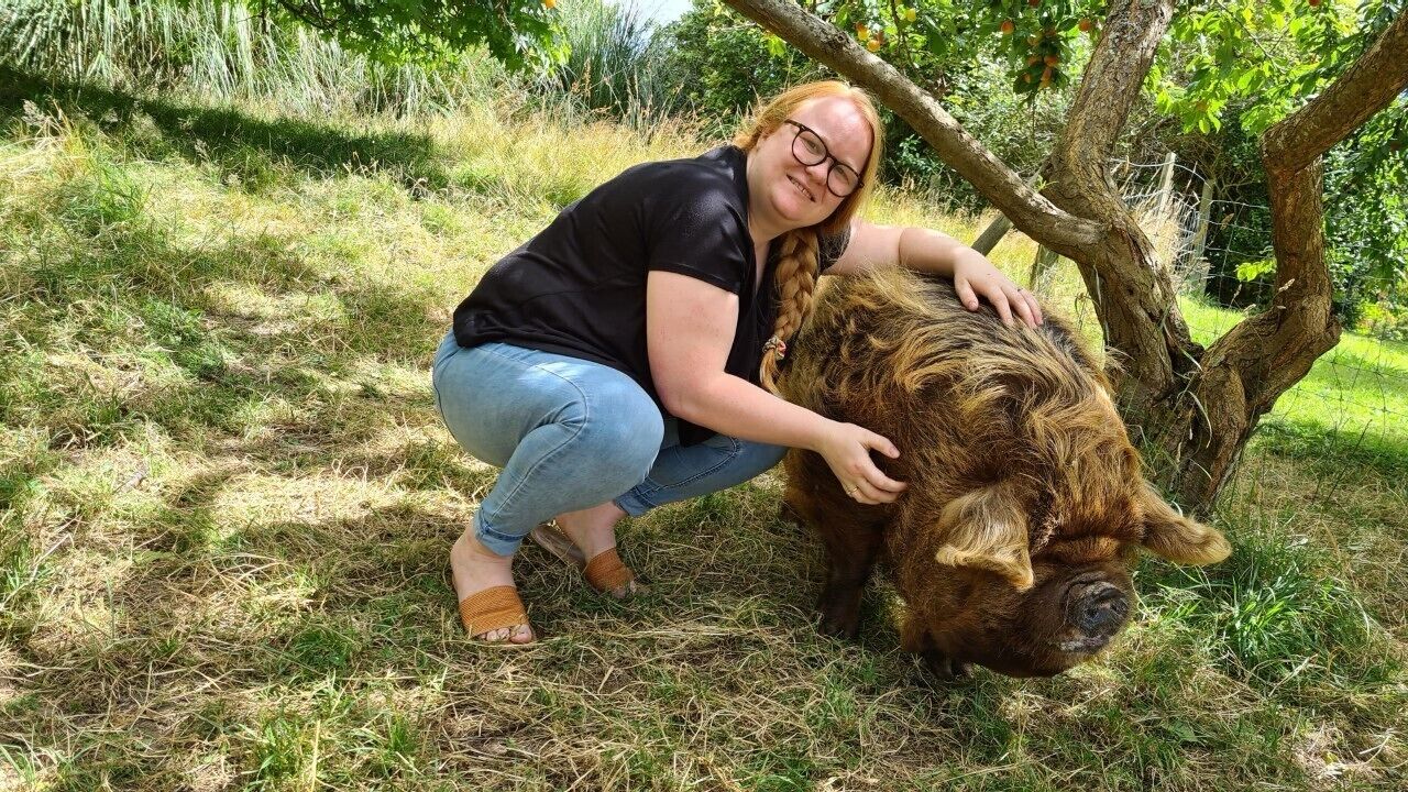 Een persoon die een groot varken aait in een grasrijk buitengebied.
