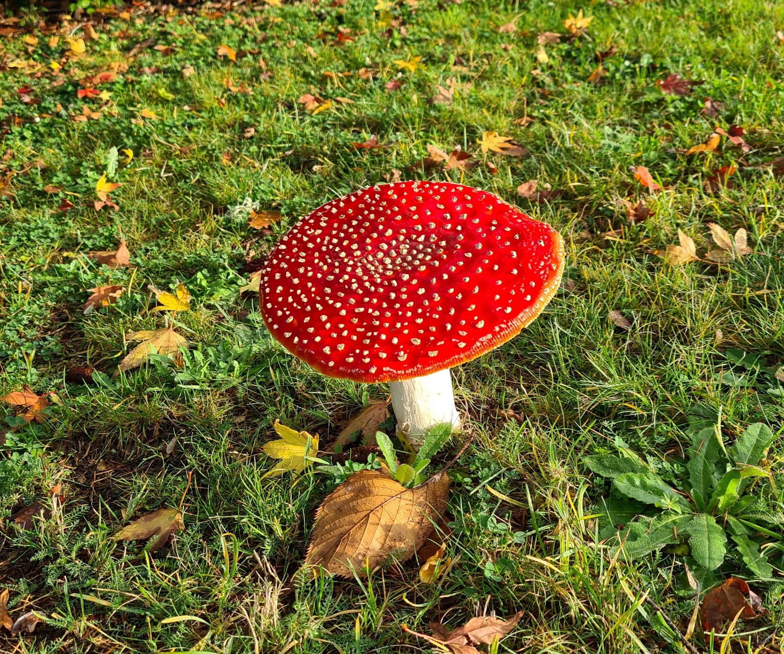 A single mushroom with a red cap and white spots on a grassy surface with scattered leaves.