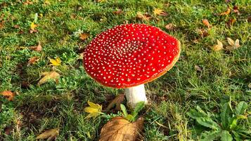 A single mushroom with a red cap and white spots on a grassy surface with scattered leaves.