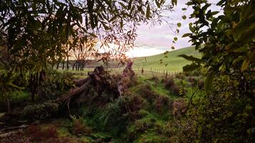 A natural landscape with a fallen tree, grassy terrain, and a fence in the background.