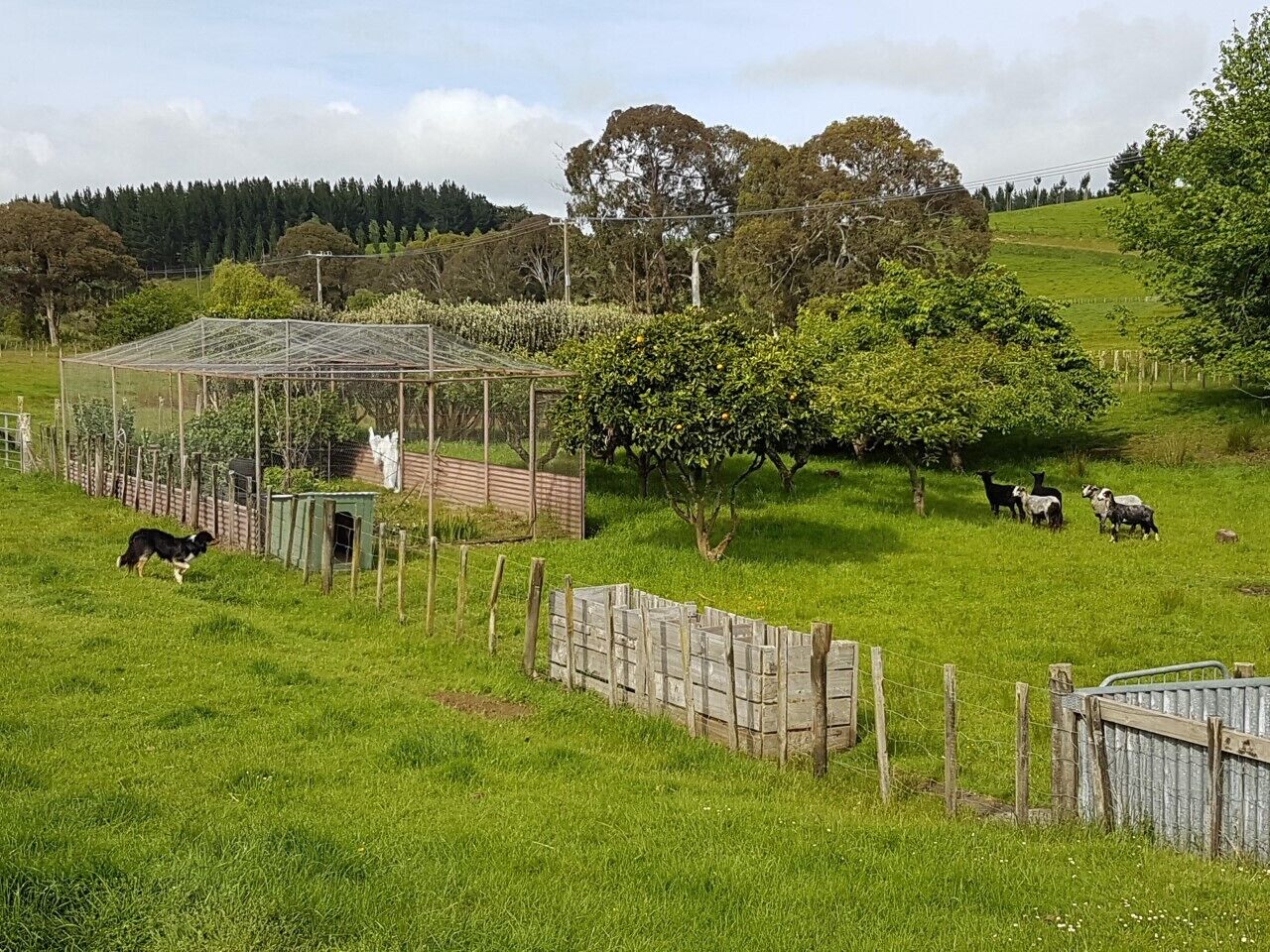 Un paisaje rural con una zona cercada, un invernadero y ovejas pastando.