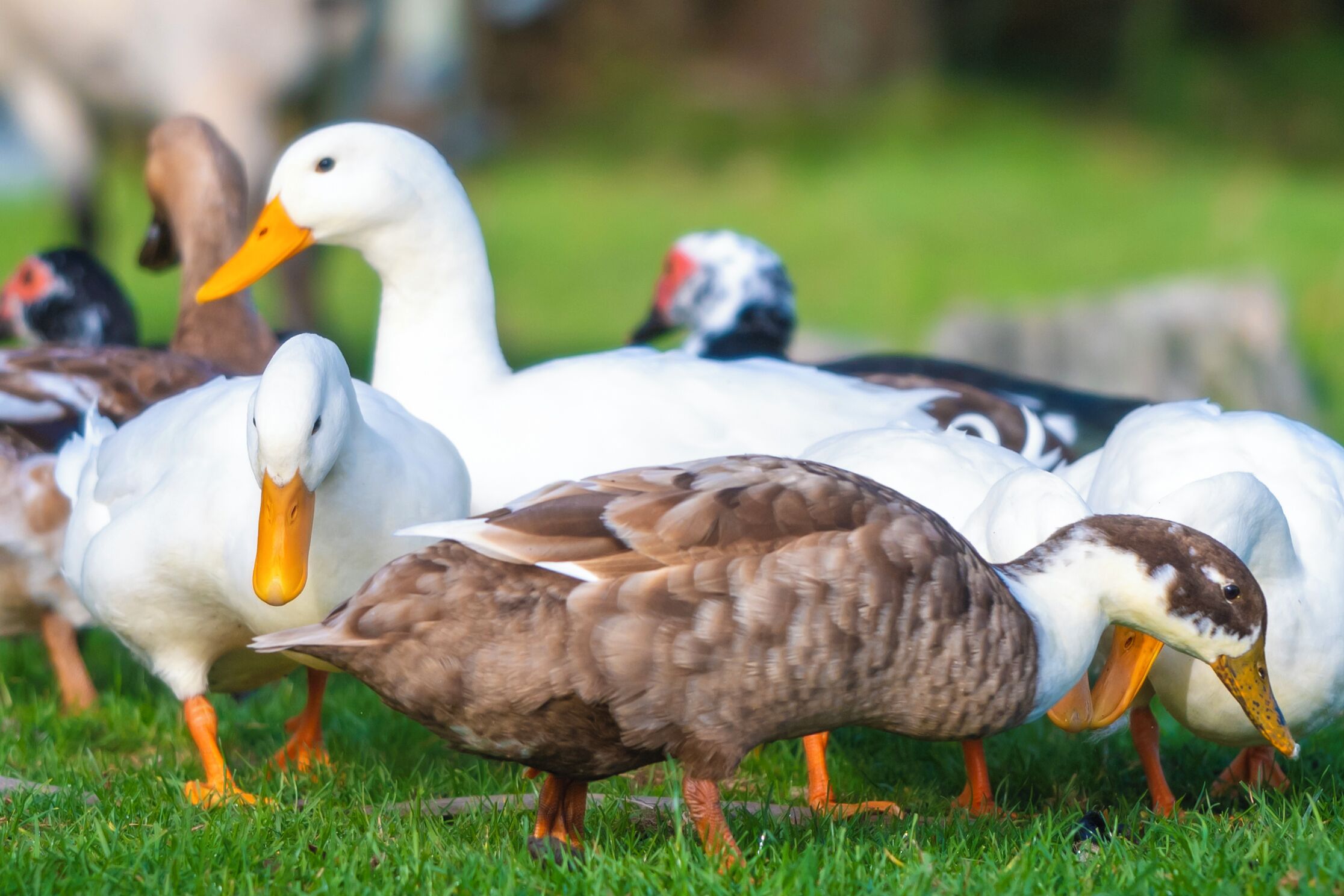 A group of ducks on grass.