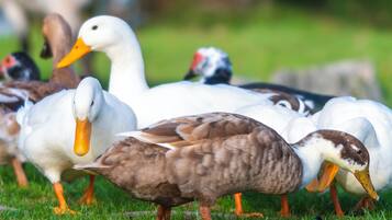 A group of ducks on grass.