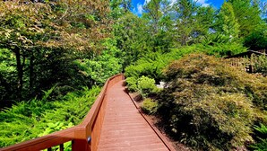 Ein hölzerner Gehweg schlängelt sich durch einen üppigen, grünen Wald.