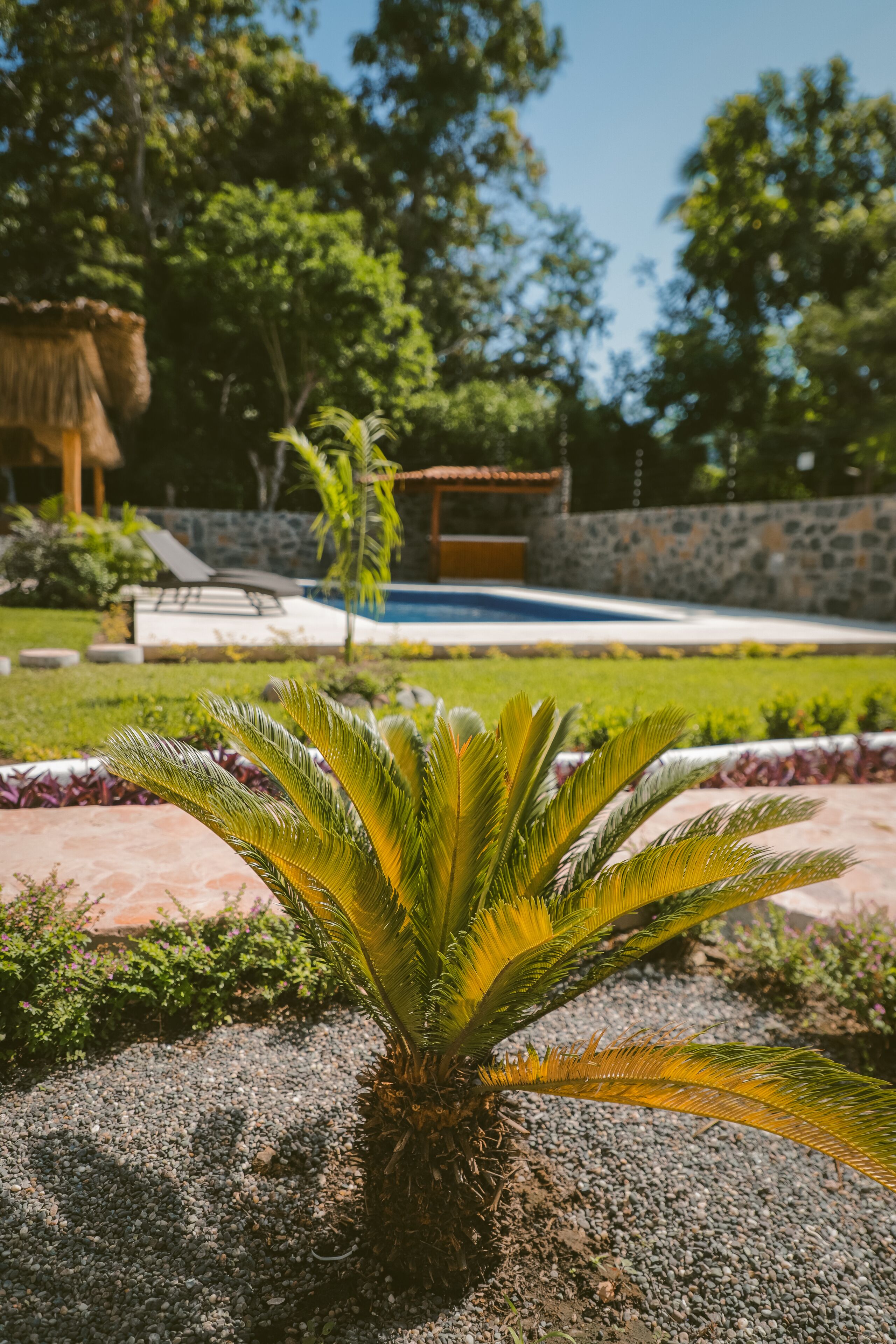 Um jardim tropical com uma palmeira, um muro de pedra e área de piscina.