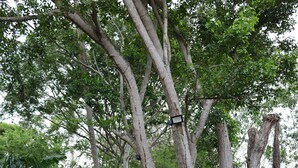 Un chemin de pierres serpente à travers un jardin luxuriant, bordé de grands arbres et de différentes espèces de plantes.