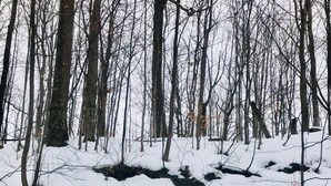 Un jacuzzi en un paisaje nevado de bosque.