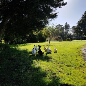 Property grounds - Poripori Homestead (Lower Kaimai)