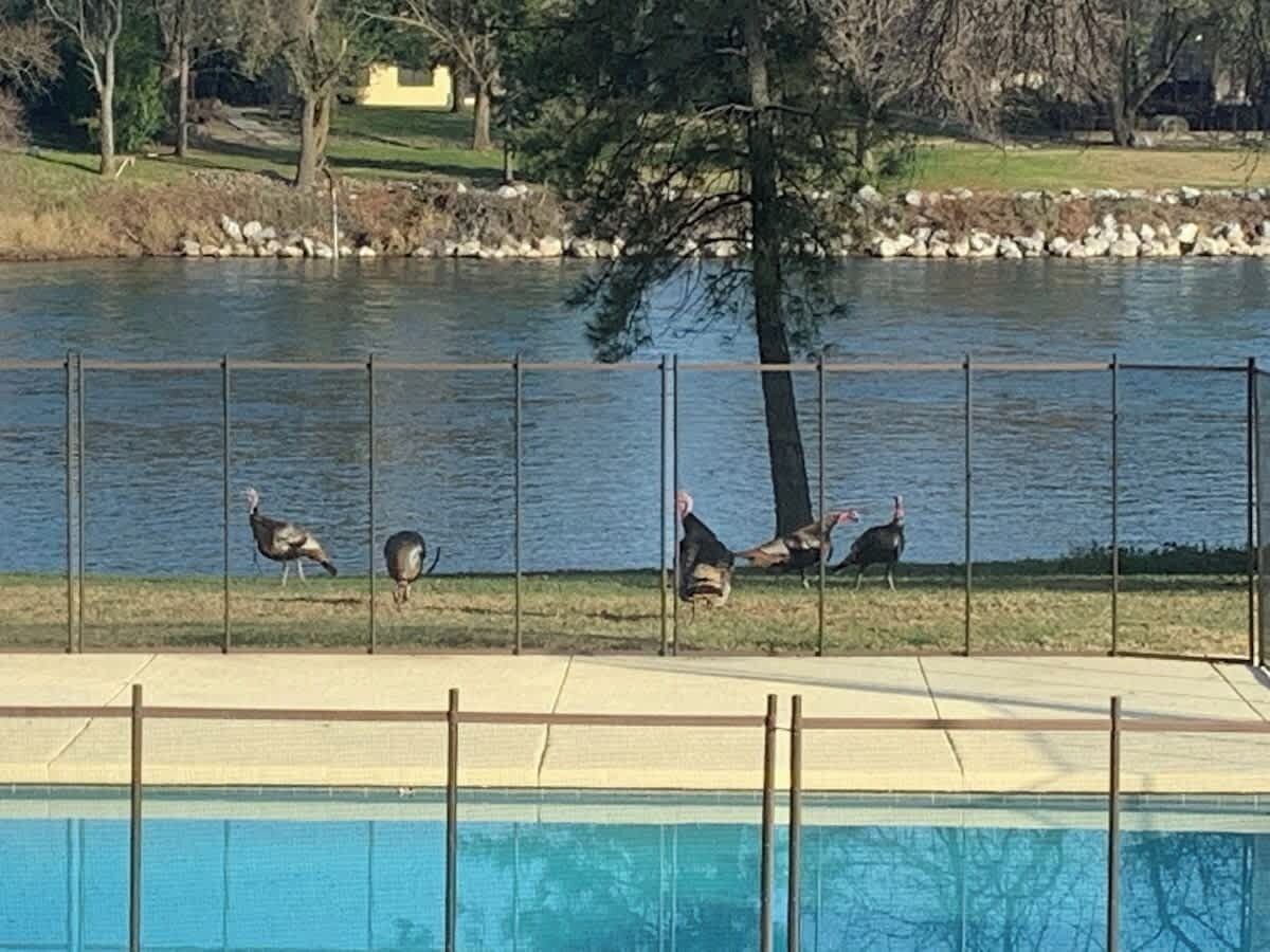 A swimming pool with a fence, a lake, and three turkeys on the grass.