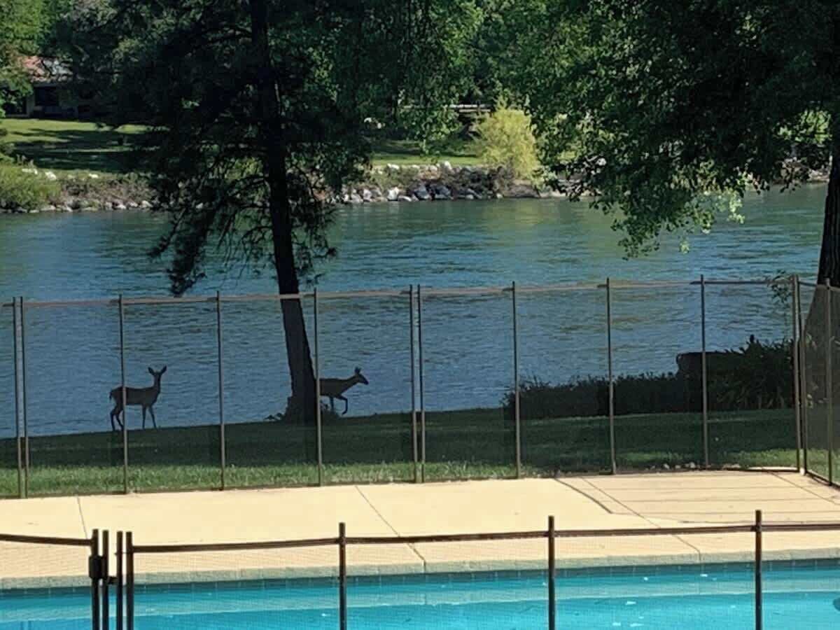 Una piscina con cerramiento, un área de césped y una masa de agua con ciervos.