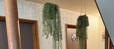 A wooden staircase with a handrail, a textured wall, and two hanging plants.