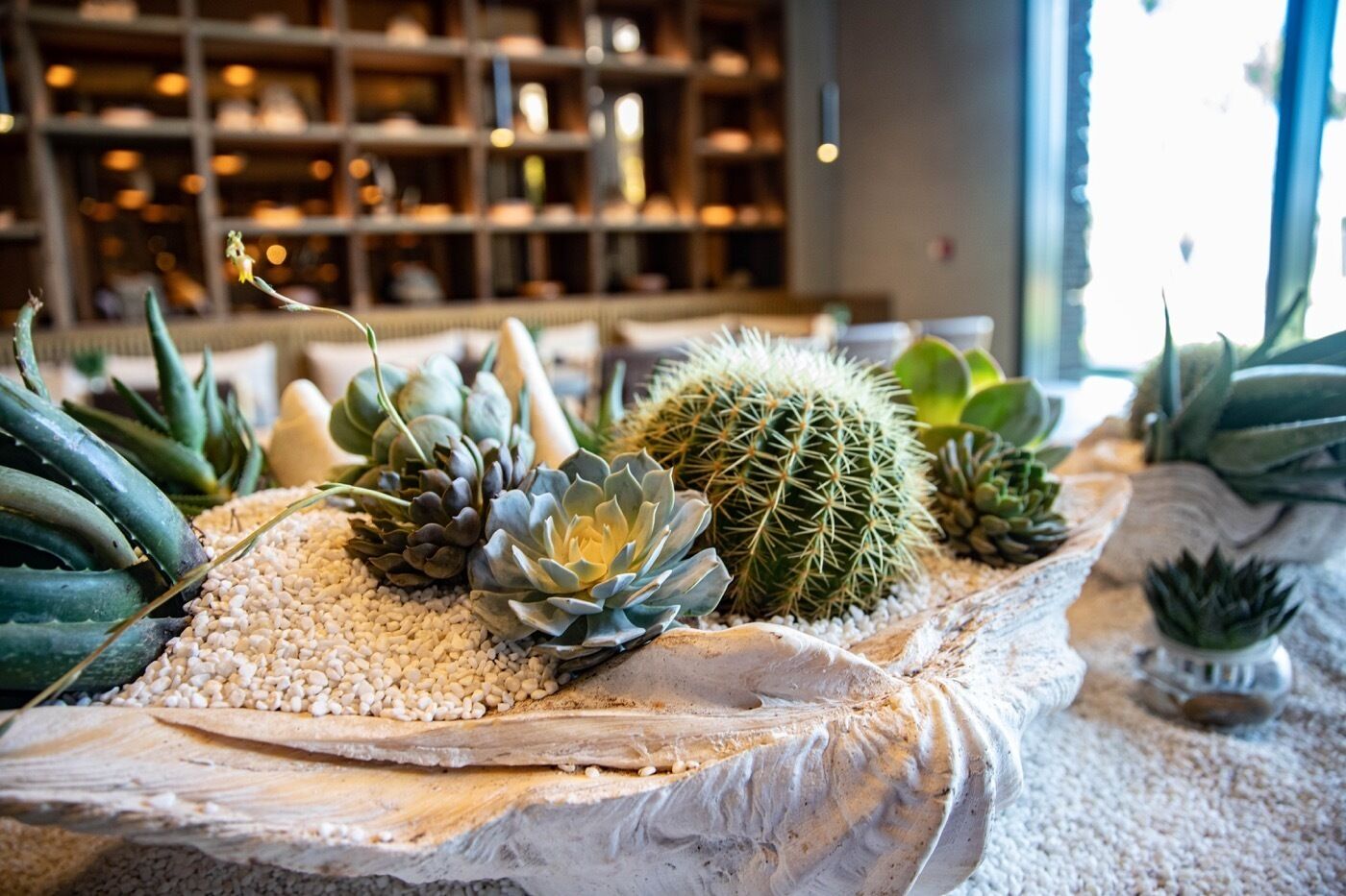 A variety of succulents and cacti arranged on a textured surface, likely within a hotel lobby or similar public space.
