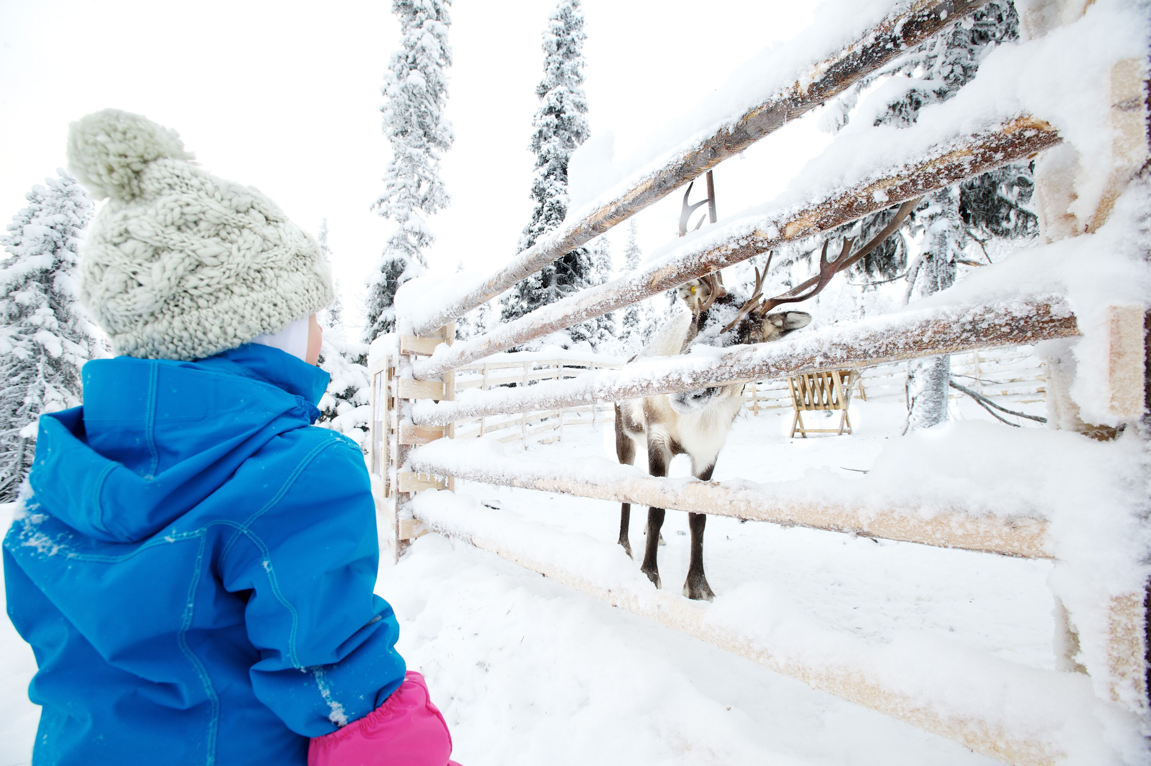 A person in a blue jacket and pink pants standing behind a wooden fence in a snowy outdoor area.