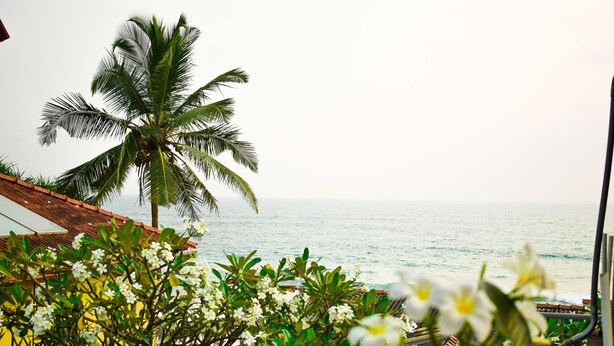 A coastal view with a palm tree and white flowers in the foreground, and a building with a red roof in the background. - Located in Hikkaduwa, a 2-minute walk from town and supermarket hikkaduwa beach (Hikkaduwa)