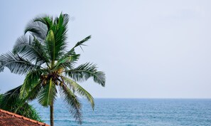 A palm tree by the ocean with a clear sky.