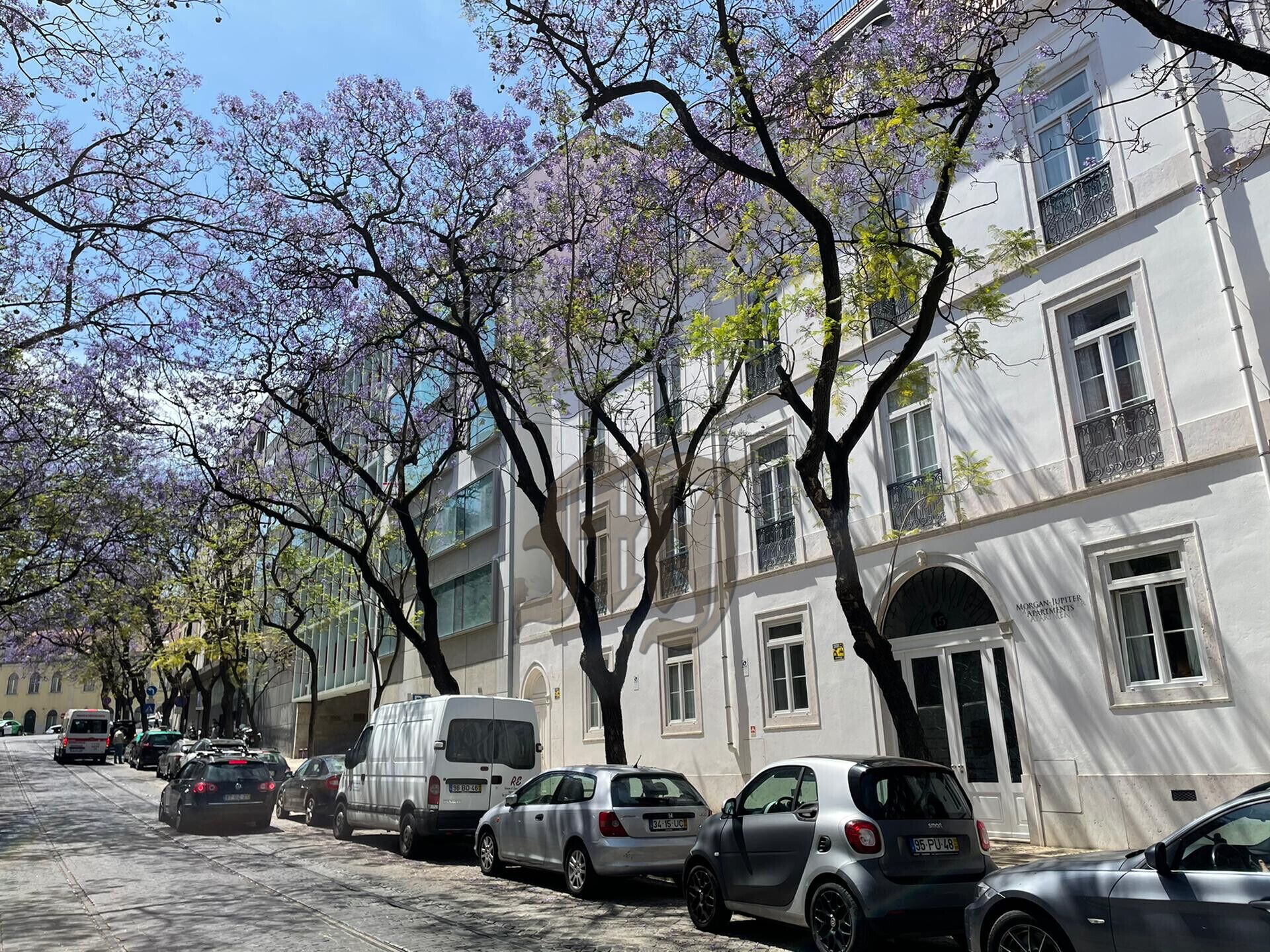 A street lined with parked cars and trees with purple blossoms.