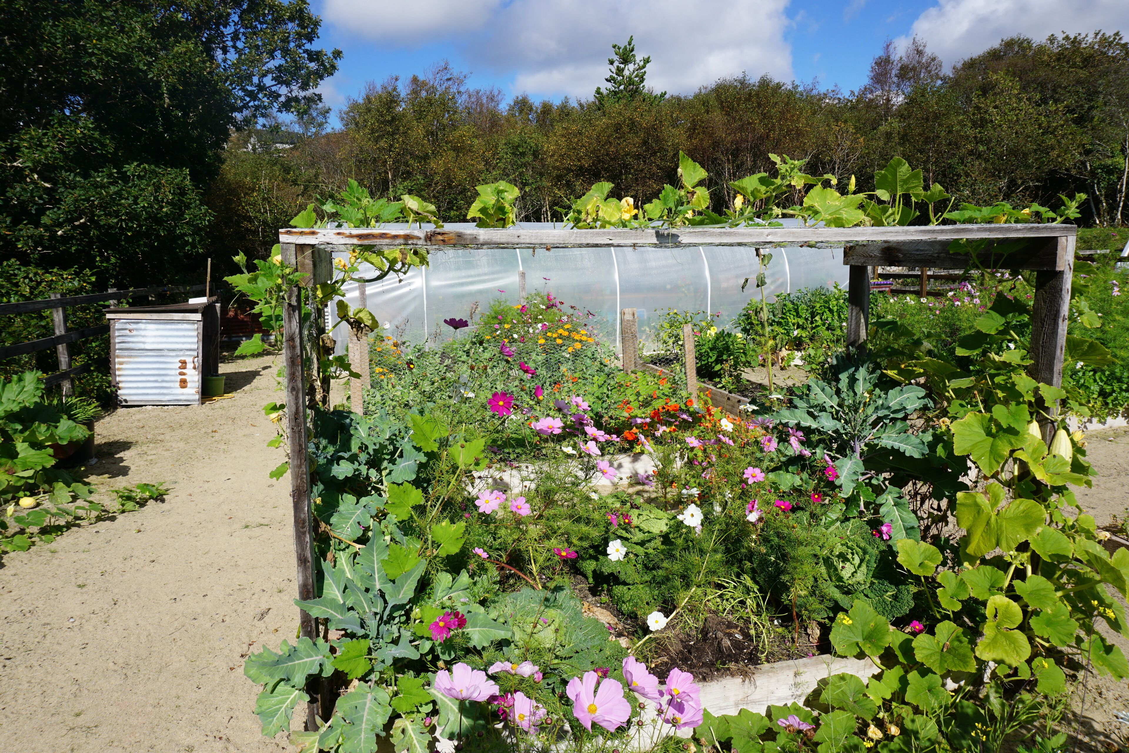 Ein Gewächshaus mit Holzrahmen und transparentem Dach, umgeben von verschiedenen Pflanzen und Blumen.