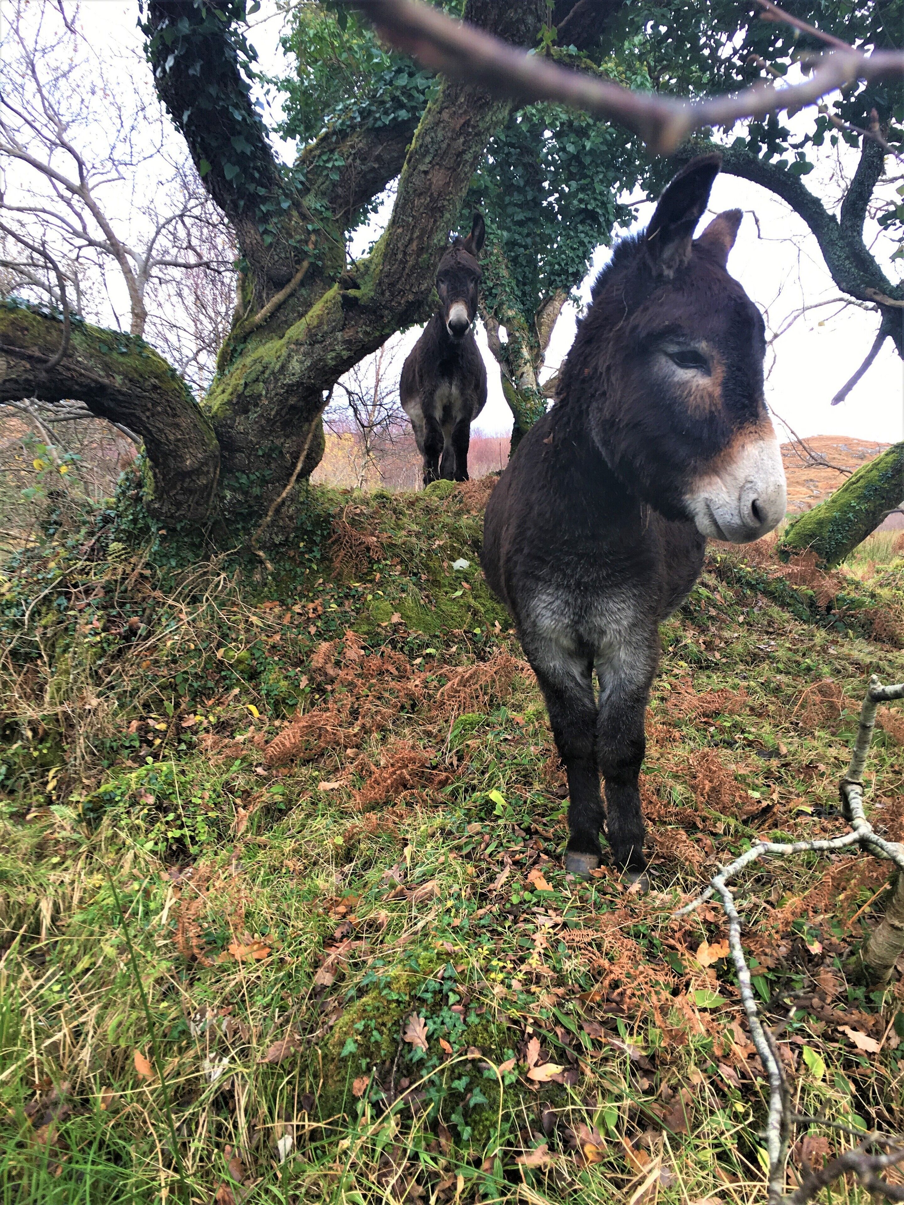 Um burro parado numa encosta gramada com árvores ao fundo.
