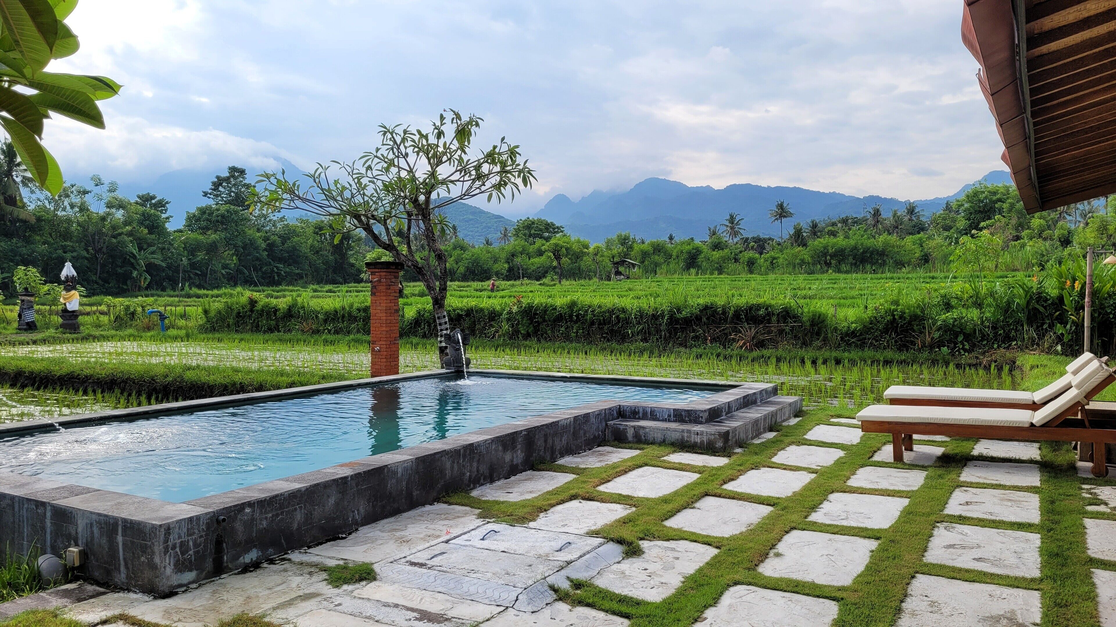 A swimming pool with a stone border and a small tree in the center, surrounded by a grassy area with lounge chairs.