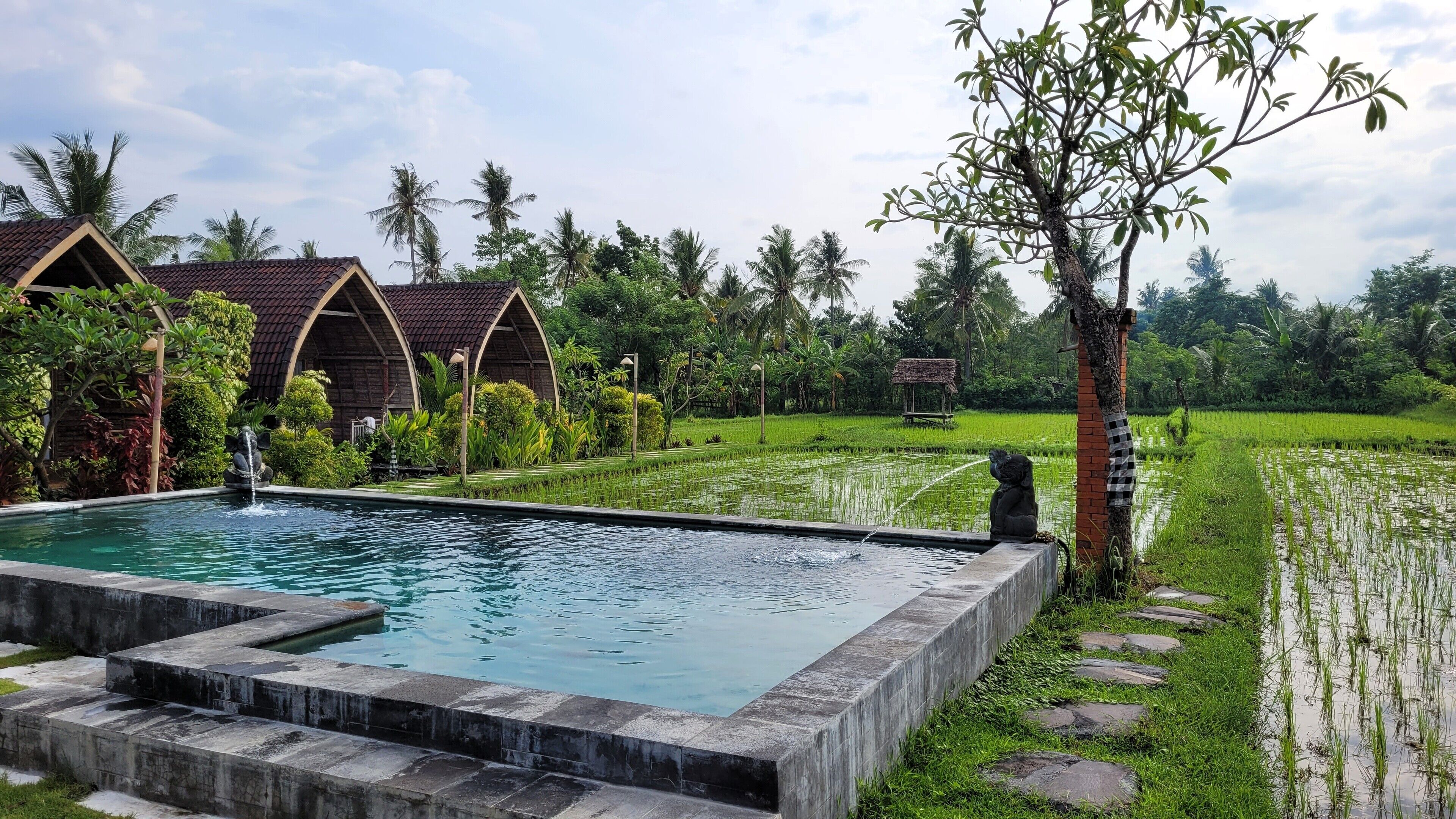A pool with a stone border, surrounded by lush greenery and a rice field.