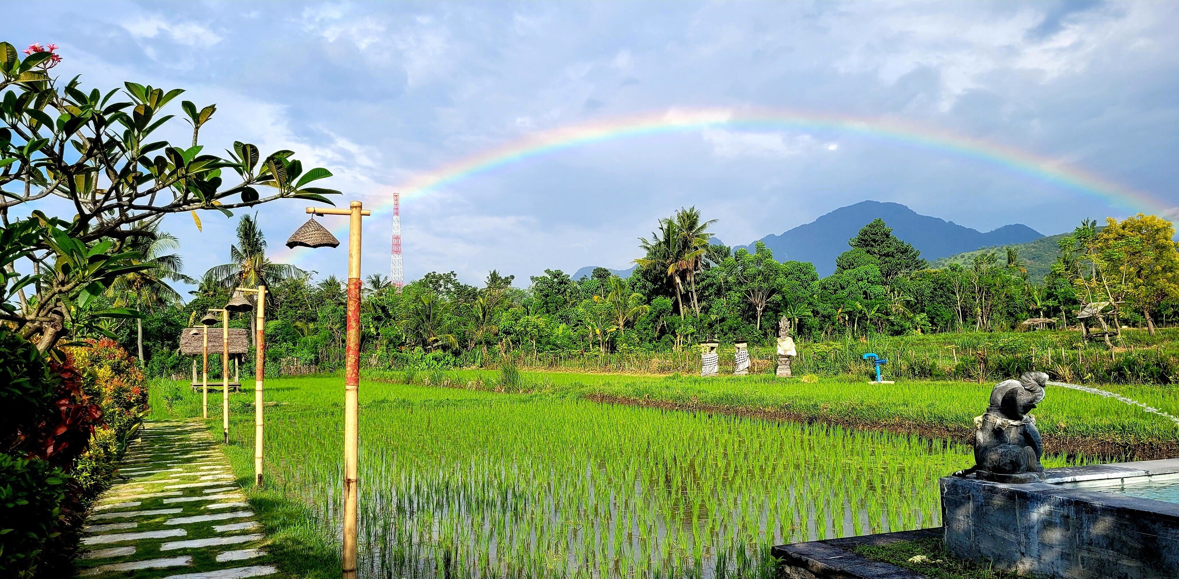 A lush green rice field with a rainbow, a stone statue, and a traditional thatched-roof structure.