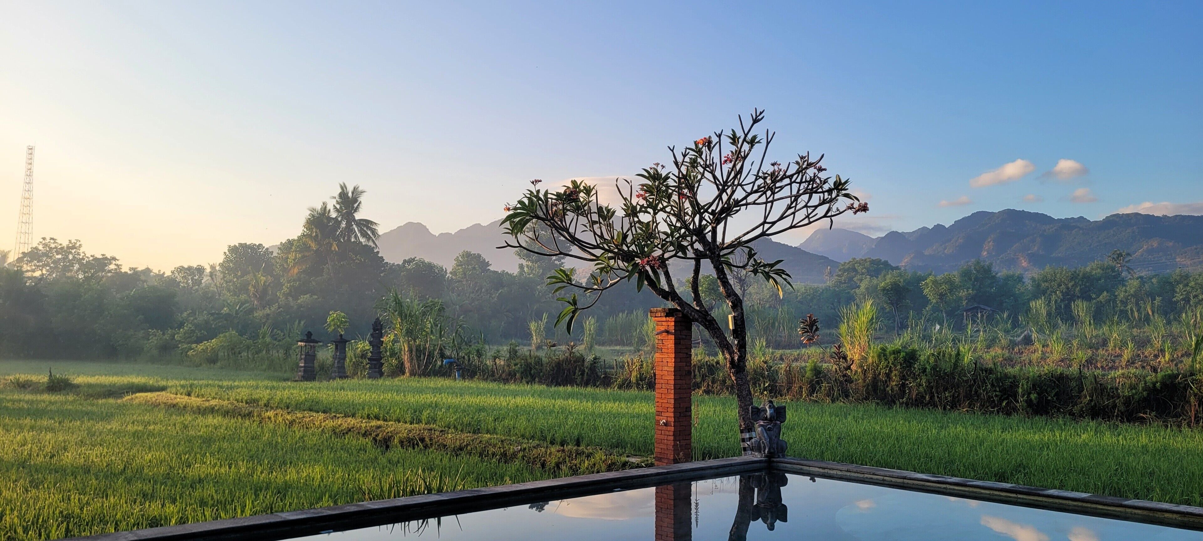 Une vue d’un champ de riz, avec un arbre au premier plan et des montagnes en arrière-plan.