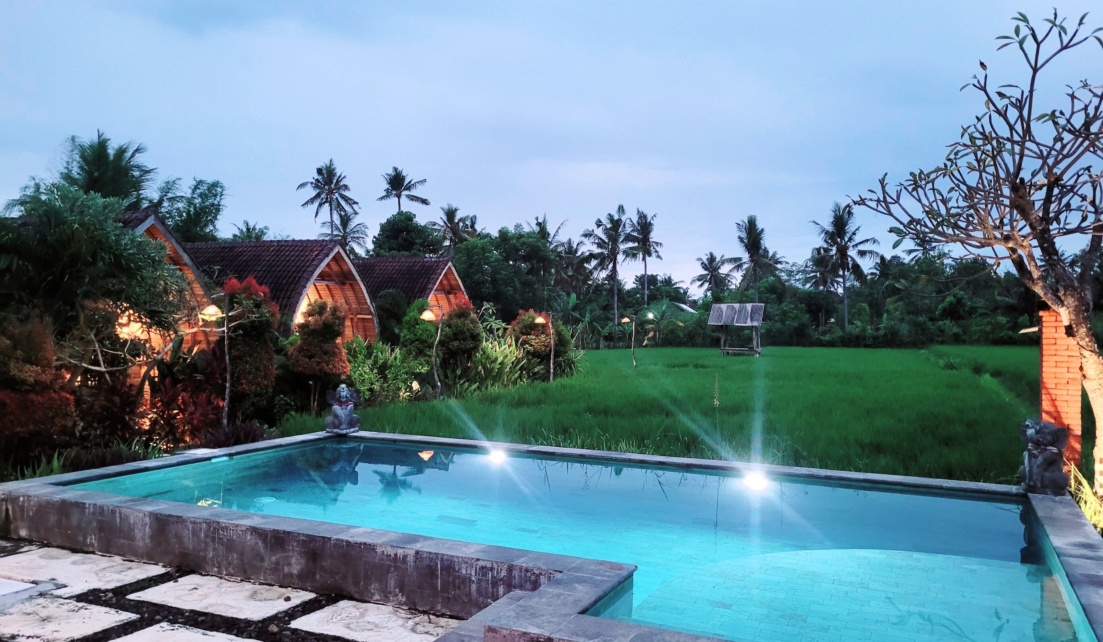 A swimming pool with a stone border, surrounded by lush greenery and palm trees.