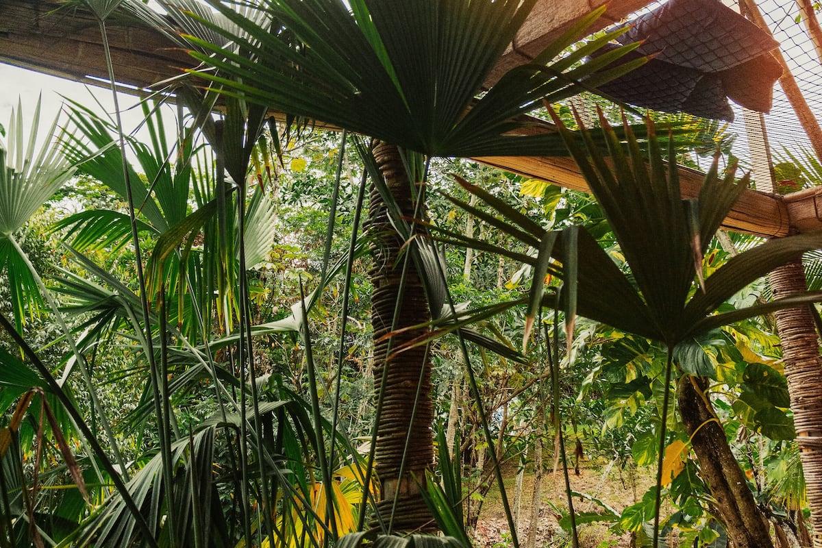 A wooden deck surrounded by tropical plants and a thatched roof structure.