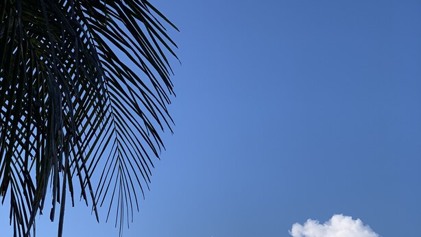 A beach with waves, a clear sky, and a palm tree.
