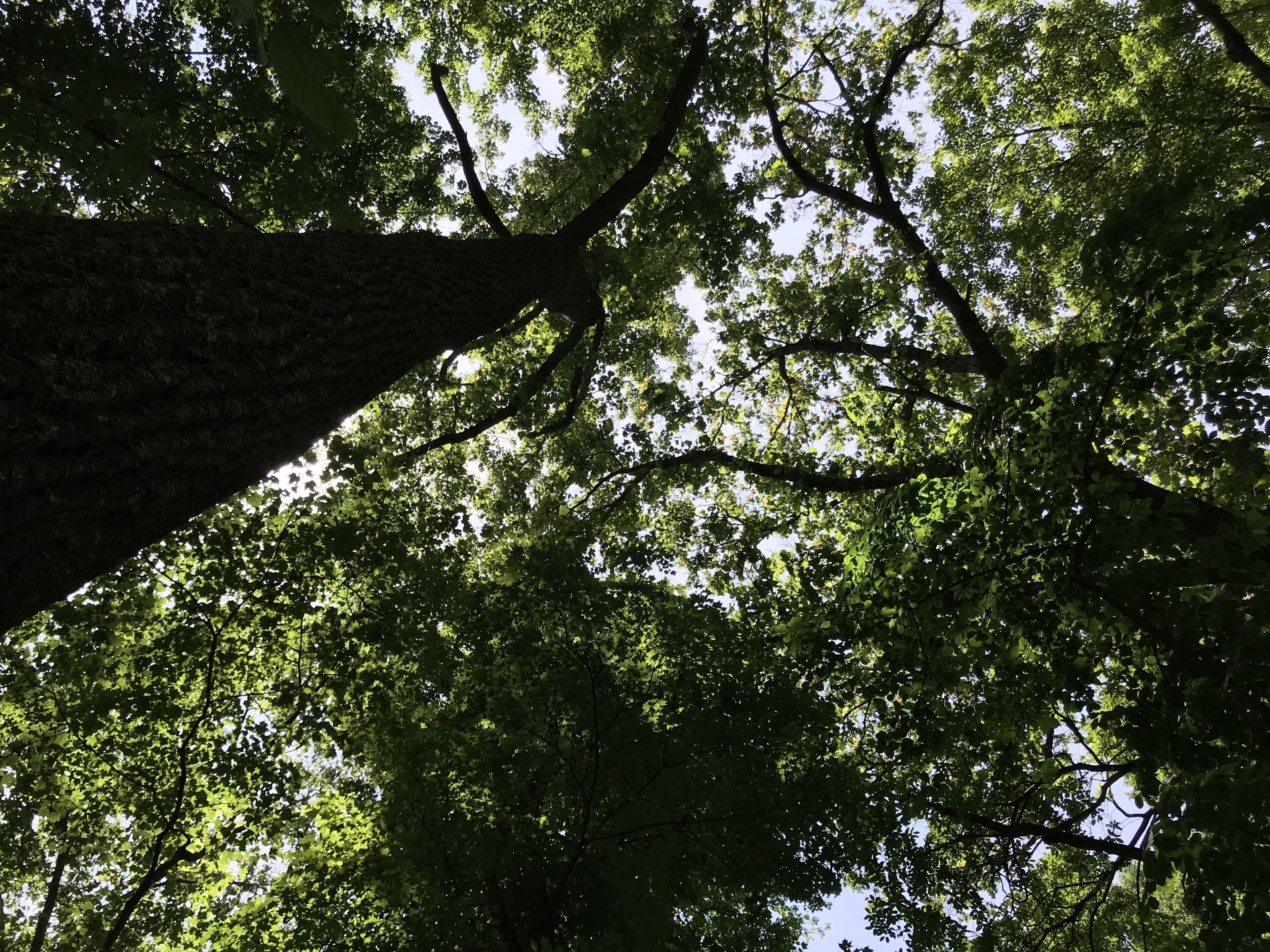 A view of a tree with dense foliage and a clear sky.
