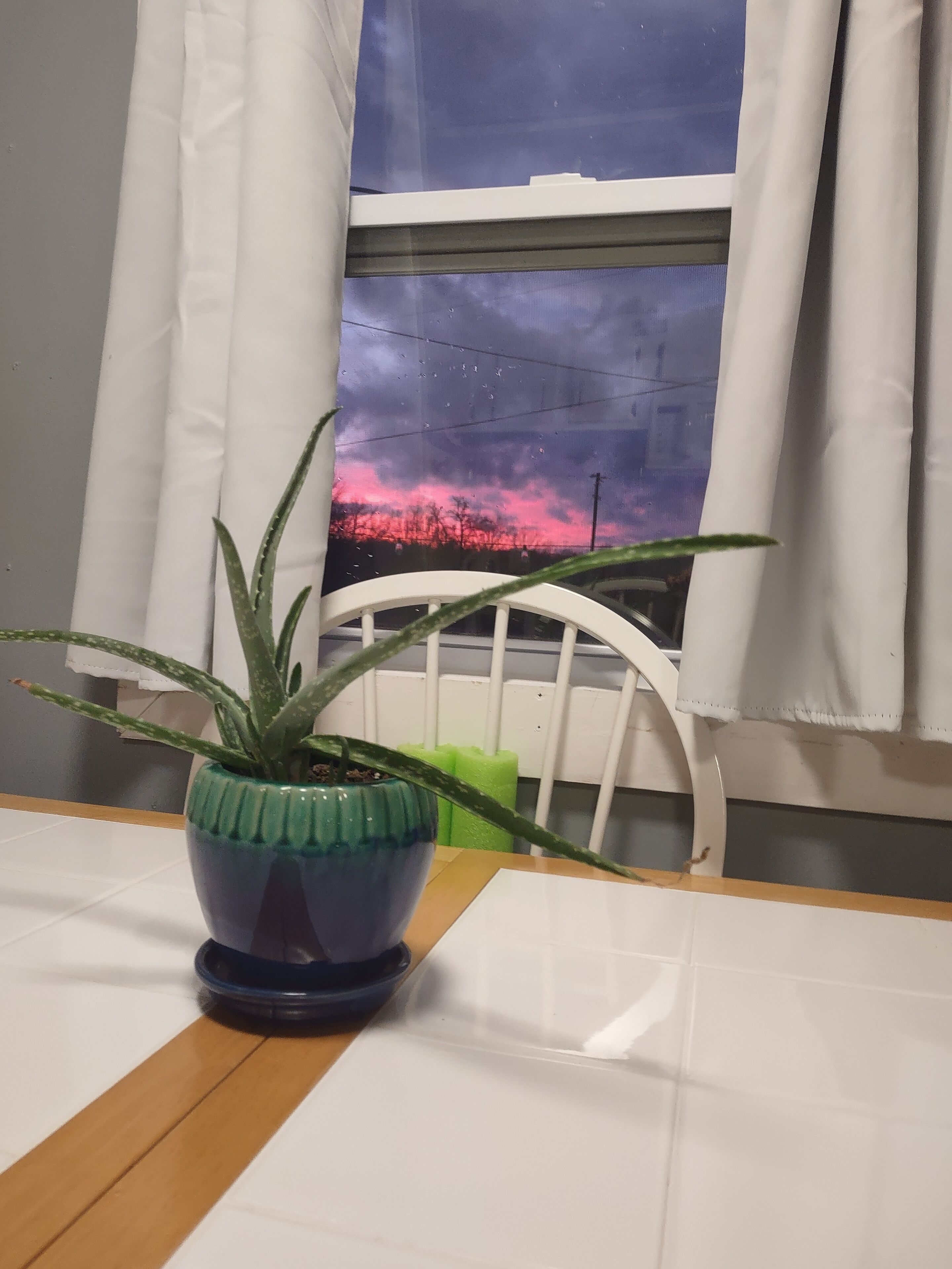 A potted aloe vera plant on a table with a view of a sunset through a window.