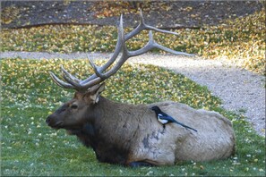 Property grounds - Fawn Valley Inn: 294 (Estes Park)