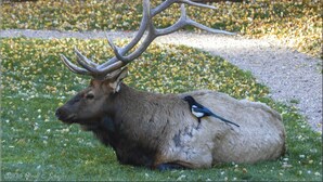 An elk with large antlers lying on grass with yellow flowers, and a bird perched on its back. - Sunnyside Knoll: 2 (Estes Park)