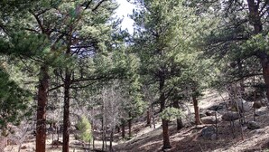 A forested area with tall pine trees and rocky terrain.