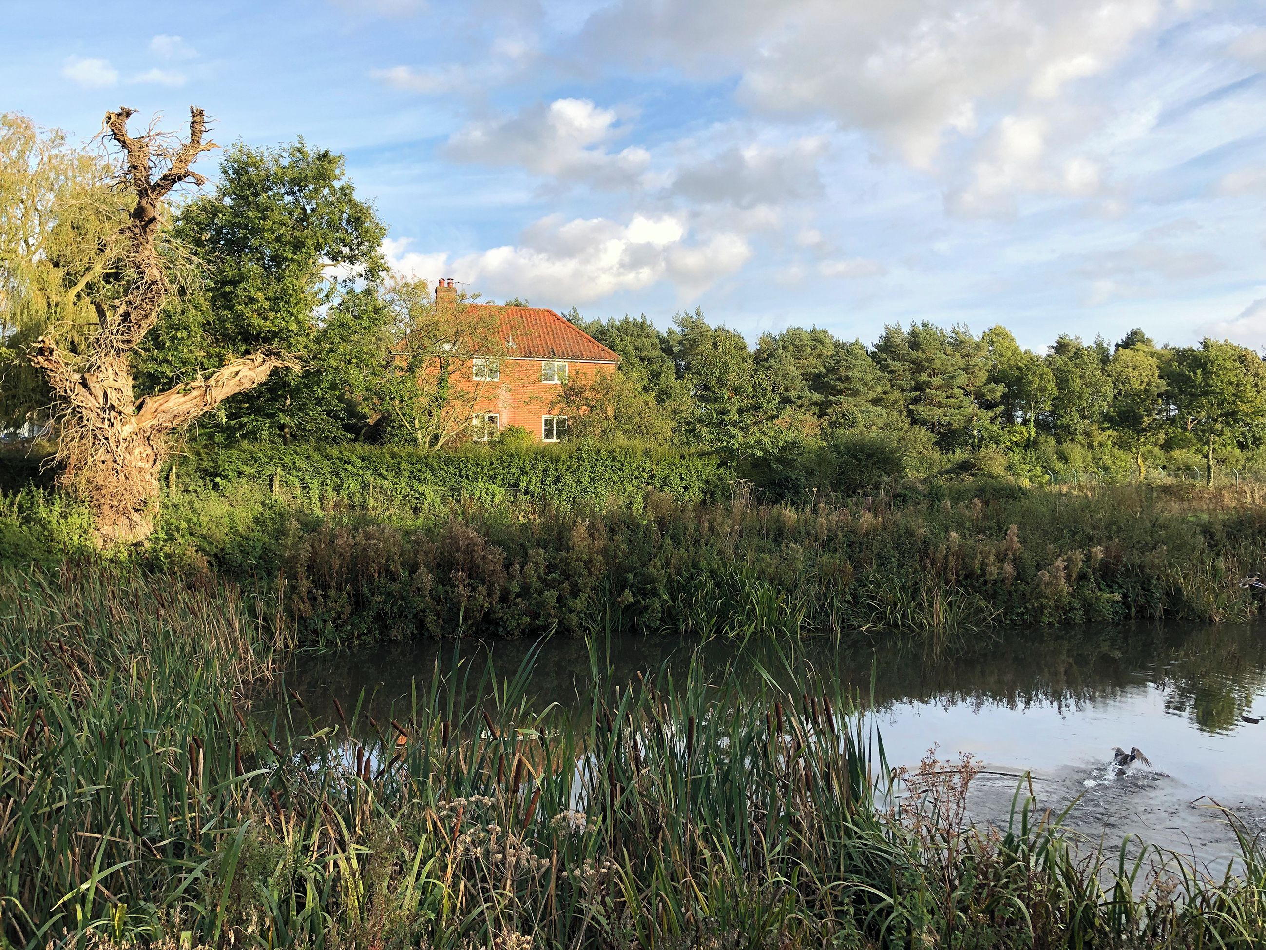 A house with a red roof, surrounded by dense greenery and a pond.